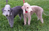 Click here for more detailed Bedlington Terrier breed information and available puppies, studs dogs, clubs and forums
